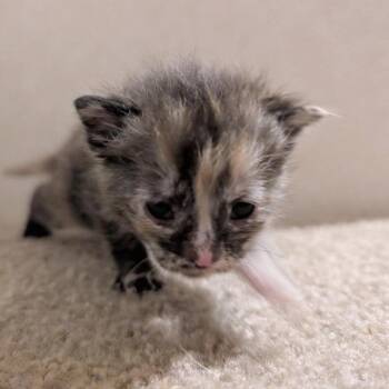 Domestic Short Hair Cats Available for Adoption in Huntington, West Virginia - Bottle Kitten Farfalle | PetCurious