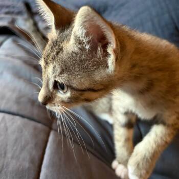 Munchkin 7 -  Domestic Short Hair Cat for Adoption in Austin, Texas - Munchkin 7 | PetCurious