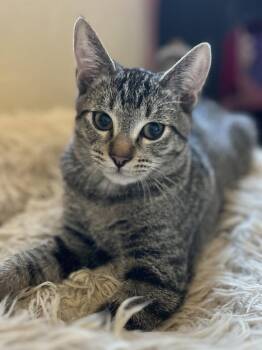 Toby -  Tabby and Domestic Short Hair Cat for Adoption in Walnut Creek, California - Toby | PetCurious