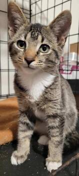 Abyssinian and American Shorthair Cats Available for Adoption - Theo 2 | PetCurious