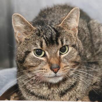 Cattrick Star -  Domestic Short Hair Cat for Adoption in Allentown, Pennsylvania - Cattrick Star | PetCurious