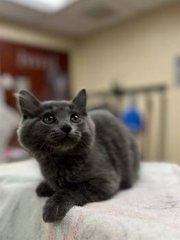 MIRA -  Domestic Medium Hair Cat for Adoption in Aliquippa, Pennsylvania - MIRA | PetCurious