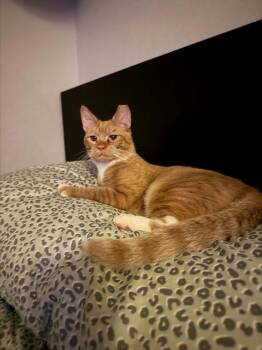 Hugo -  Tabby Cat for Adoption in Deltona, Florida - Hugo | PetCurious