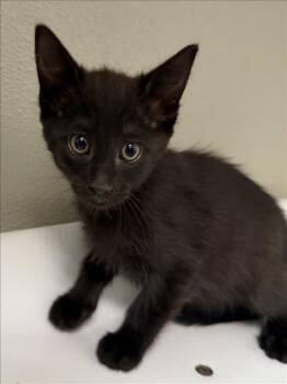 AGATHA -  Domestic Short Hair Cat for Adoption in Tracy, California - AGATHA | PetCurious