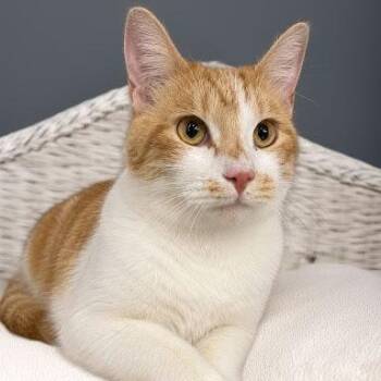 Fred -  American Shorthair Cat for Adoption in Bethel, Connecticut - Fred | PetCurious