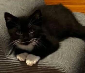 Mario -  Tuxedo Cat for Adoption in Beckley, West Virginia - Mario | PetCurious