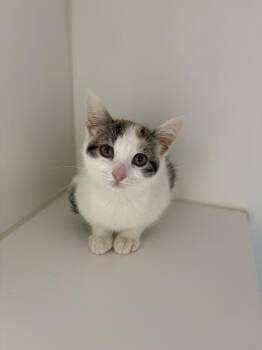 Ethel -  Domestic Short Hair Cat for Adoption in Rochester, Indiana - Ethel | PetCurious