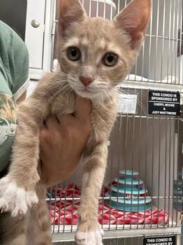 Domestic Short Hair Cats Available for Adoption in Johnson City, Tennessee - Konu (Young) | PetCurious