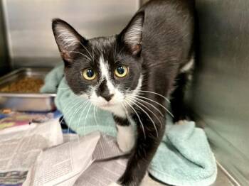 CELESTE -  Domestic Short Hair Cat for Adoption in Santa Rosa, California - CELESTE | PetCurious