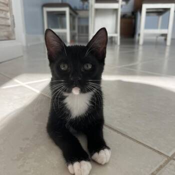 Bridgett -  Domestic Short Hair Cat for Adoption in West Palm Beach, Florida - Bridgett | PetCurious