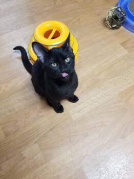 Rescue Bombay and Domestic Short Hair Cats for Adoption in Montour Falls, New York - Mr. Gamewatch | PetCurious