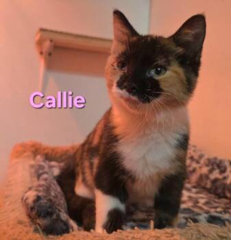 Rescue Domestic Short Hair Cats for Adoption in Buena Vista, Virginia - Callie | PetCurious