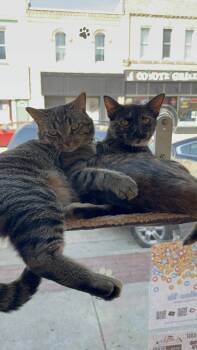 Rescue Domestic Short Hair Cats for Adoption in Whitewater, Wisconsin - Tigger | PetCurious