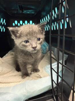 Rocky -  Domestic Short Hair Cat for Adoption - Rocky | PetCurious
