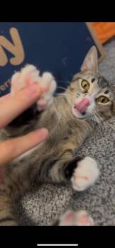 Carol -  Domestic Short Hair Cat for Adoption in Hudson, New Hampshire - Carol | PetCurious