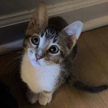 Rescue Domestic Short Hair Cats for Adoption in Huntsville, Alabama - Hermione | PetCurious