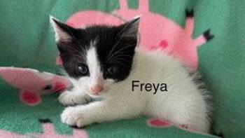 Freya -  Domestic Short Hair Cat for Adoption in Oakland Park, Florida - Freya | PetCurious