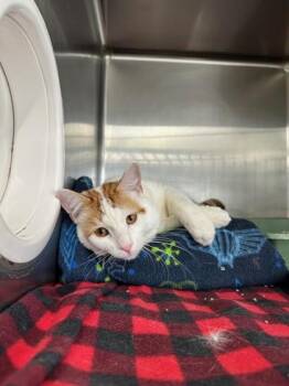 Spyro -  Domestic Short Hair Cat Available for Adoption in Manitowoc, Wisconsin - Spyro | PetCurious