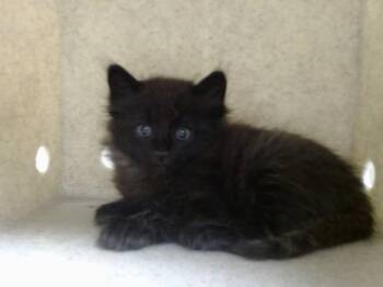 A552582 -  Domestic Long Hair and Domestic Short Hair Cat for Adoption in Moreno Valley, California - A552582 | PetCurious