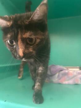 May -  Domestic Short Hair Cat for Adoption in Pine Grove, Pennsylvania - May | PetCurious