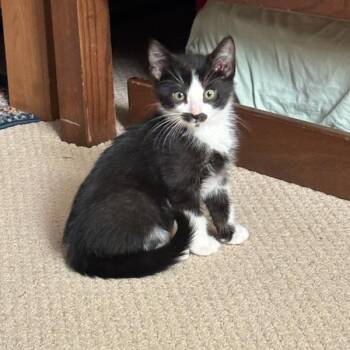 Cilantro -  Domestic Short Hair Cat for Adoption in Normal, Illinois - Cilantro | PetCurious