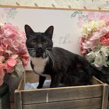 American Shorthair Cats Available for Adoption - Wade | PetCurious