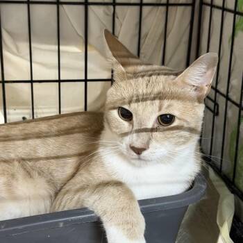 Eggnog -  Domestic Short Hair Cat for Adoption in New York, New York - Eggnog | PetCurious