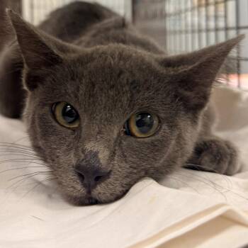 Helga -  Domestic Short Hair Cat for Adoption in Las Cruces, New Mexico - Helga | PetCurious