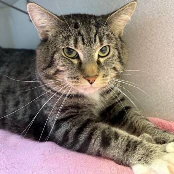 Jax -  Domestic Short Hair Cat for Adoption in Pittsburgh, Pennsylvania - Jax | PetCurious
