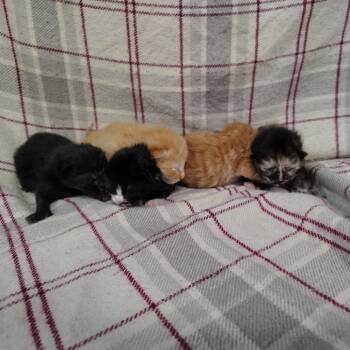 Sprite (barn cat) -  Domestic Long Hair Cat for Adoption in Coos Bay, Oregon - Sprite (barn Cat) | PetCurious