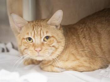 ALVIN -  Domestic Short Hair Cat for Adoption in Phoenix, Arizona - ALVIN | PetCurious