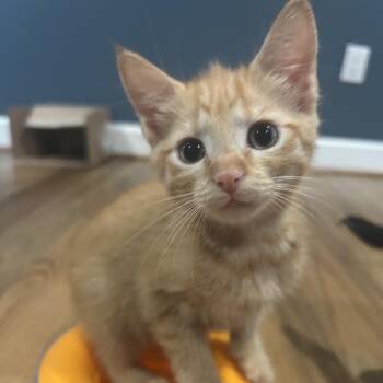 Marina -  Domestic Short Hair Cat for Adoption in Columbus, North Carolina - Marina | PetCurious