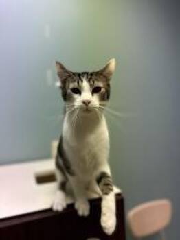 GARTH -  Domestic Short Hair Cat for Adoption in Chillicothe, Ohio - GARTH | PetCurious