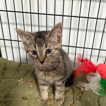 Domestic Short Hair Cats Available for Adoption in Fredericksburg, Virginia - Sting | PetCurious