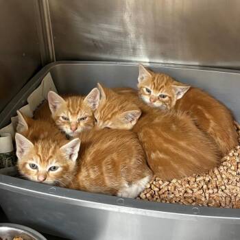Gibson -  Domestic Short Hair Cat for Adoption in Chehalis, Washington - Gibson | PetCurious