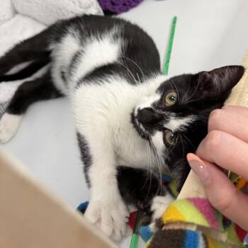 Highway -  Domestic Short Hair Cat for Adoption in Philadelphia, Pennsylvania - Highway | PetCurious