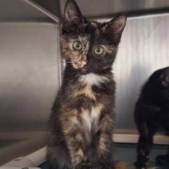 Butterscotch -  Domestic Short Hair Cat for Adoption in Attica, New York - Butterscotch | PetCurious