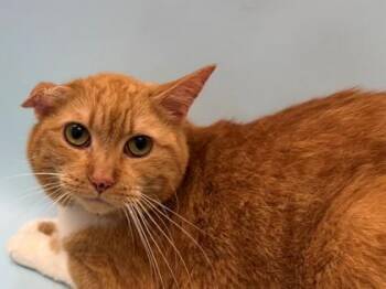 Mewvallete -  Domestic Short Hair Cat for Adoption in Woodbury, Minnesota - Mewvallete | PetCurious