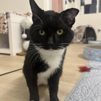 Smokey -  Domestic Short Hair Cat for Adoption in North Haven, Connecticut - Smokey | PetCurious