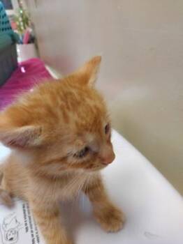 Norbert -  Domestic Short Hair Cat for Adoption in Fishers, Indiana - Norbert | PetCurious
