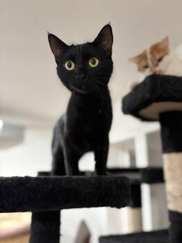 Rescue Domestic Short Hair Cats for Adoption in North Huntingdon, Pennsylvania - Meadow | PetCurious