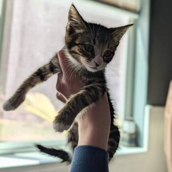 Kalu -  Domestic Short Hair Cat for Adoption in Belfair, Washington - Kalu | PetCurious
