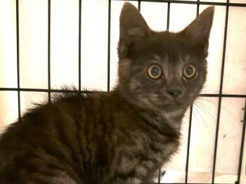 Estelle -  Tabby Cat for Adoption in Powell, Ohio - Estelle | PetCurious