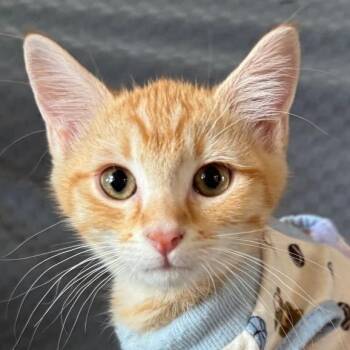 Spike -  Domestic Short Hair Cat for Adoption in Laramie, Wyoming - Spike | PetCurious