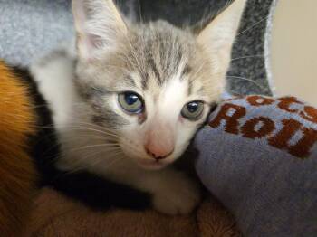 DAWNA -  Domestic Short Hair Cat for Adoption in Tustin, California - DAWNA | PetCurious