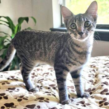 Pecan -  Domestic Short Hair Cat for Adoption in Bentonville, Arkansas - Pecan | PetCurious