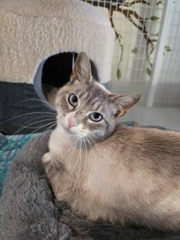Dezzie -  Domestic Short Hair and Siamese Cat Available for Adoption in Vancouver, Washington - Dezzie | PetCurious