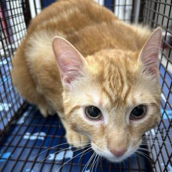 Domestic Short Hair Cats Available for Adoption in Webster, Texas - Gerald | PetCurious