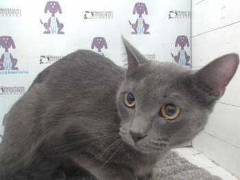 Domestic Short Hair Cats Available for Adoption in Orlando, Florida - LINARIS | PetCurious