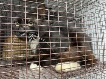 A659824 -  Domestic Medium Hair Cat for Adoption in Houston, Texas - A659824 | PetCurious